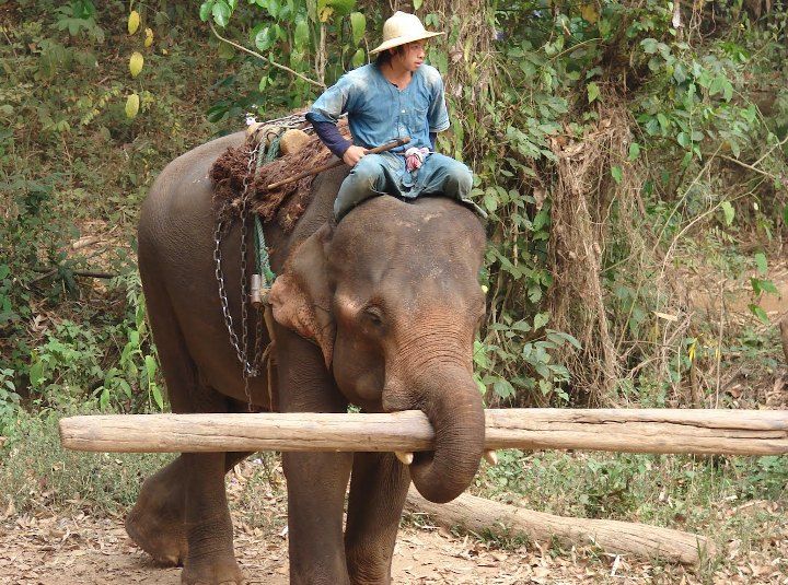 robot-elephant-trunk-acquires-working-wovow.org-01
