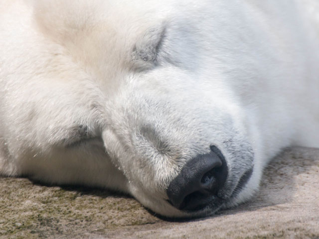 In Africa died the last polar bear of the continent