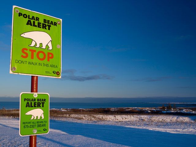 In the Canadian town because of polar bears spend Halloween behind closed doors