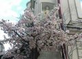 Xiaomi Redmi S2 Review Camera Sample Photos Bokeh